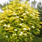 Baza čierna Aurea, výška 40/+ cm, v črepníku 4l Sambucus nigra Aurea