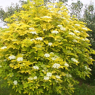 Baza čierna Aurea, výška 40/+ cm, v črepníku 4l Sambucus nigra Aurea
