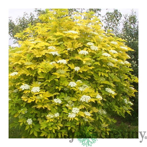 Baza čierna Aurea, výška 40/+ cm, v črepníku 4l Sambucus nigra Aurea
