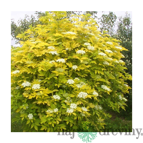 Baza čierna Aurea, výška 40/+ cm, v črepníku 4l Sambucus nigra Aurea