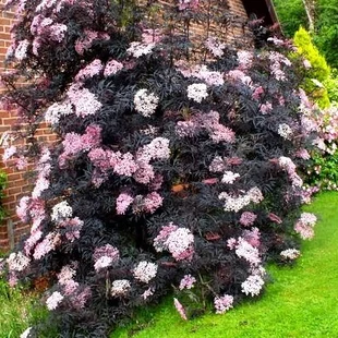 Baza čierna Black Beauty 20/40 cm v črepníku Sambucus nigra