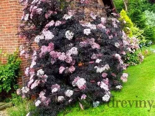 Baza čierna Black Beauty 20/40 cm v črepníku Sambucus nigra