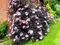 Baza čierna Black Beauty 20/40 cm v črepníku Sambucus nigra