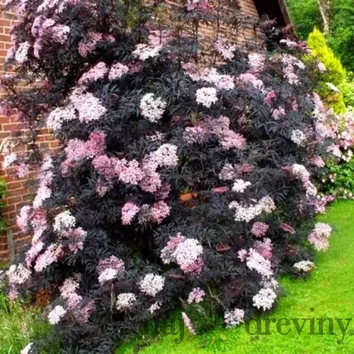 Baza čierna Black Beauty 20/40 cm v črepníku Sambucus nigra