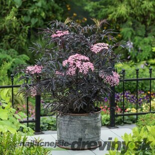 Baza čierna Black Lace, výška 20/40 cm, v črepníku Sambucus nigra BLACK LACE