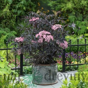 Baza čierna Black Lace, výška 20/40 cm, v črepníku Sambucus nigra BLACK LACE