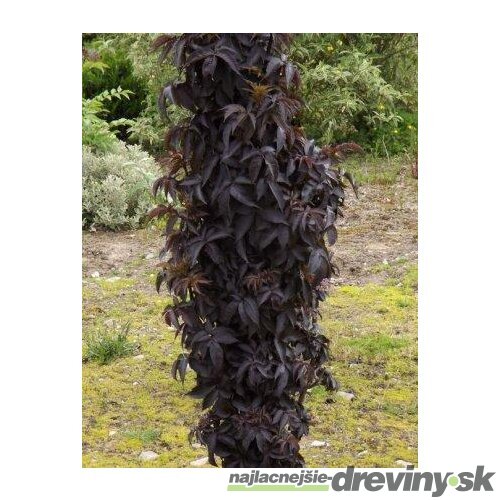Baza čierna/Black Tower/ stĺpovitá, výška 30/+ cm, v črepníku 3l Sambucus nigra
