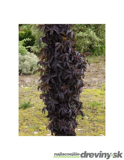 Baza čierna/Black Tower/ stĺpovitá, výška 30/+ cm, v črepníku 3l Sambucus nigra