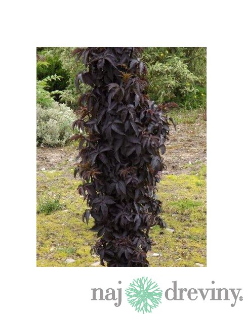 Baza čierna/Black Tower/ stĺpovitá, výška 30/+ cm, v črepníku 3l Sambucus nigra