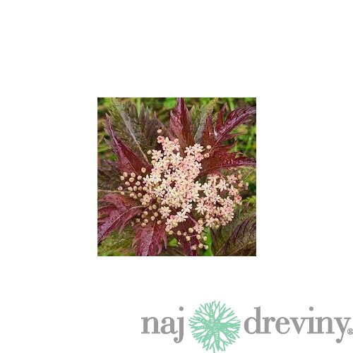 Baza čierna Serenade, výška 30/+ cm, v črepníku 3l Sambucus nigra Serenade