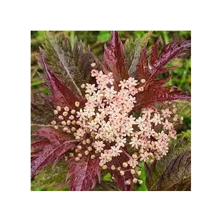 Baza čierna Serenade, výška 30/+ cm, v črepníku 3l Sambucus nigra Serenade