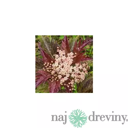 Baza čierna Serenade, výška 30/+ cm, v črepníku 3l Sambucus nigra Serenade