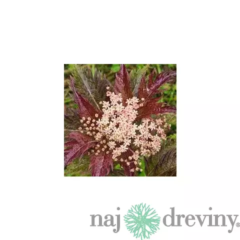 Baza čierna Serenade, výška 30/+ cm, v črepníku 3l Sambucus nigra Serenade