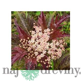 Baza čierna Serenade, výška 30/+ cm, v črepníku 3l Sambucus nigra Serenade