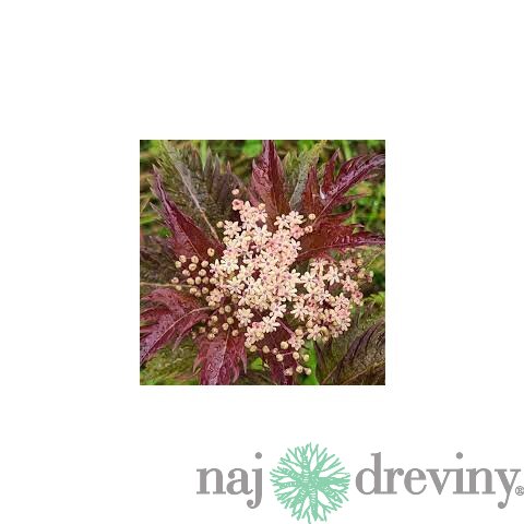 Baza čierna Serenade, výška 30/+ cm, v črepníku 3l Sambucus nigra Serenade