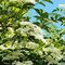 Baza čierna, výška 40/+ cm, v črepníku 4l Sambucus nigra