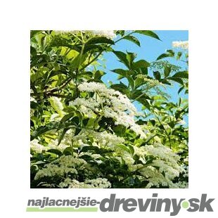Baza čierna, výška 40/+ cm, v črepníku 4l Sambucus nigra