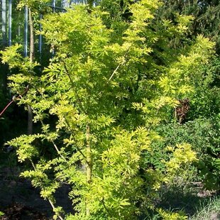 Baza čiernaGOLD SPARK ‘Alcsam‘, výška 20/+cm, v črepníku Sambucus nigra GOLD SPARK ‘Alcsam‘