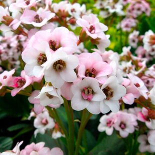Bergénia srdcovitolistá DRAGONFLY ANGEL KISS, v črepníku Bergenia cordifolia DRAGONFLY ANGEL KISS