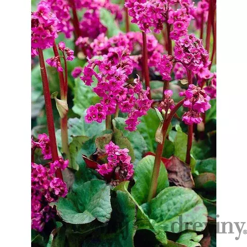 Bergénia srdcovitolistá ´EROICA´, v črepníku Bergenia cordifolia ´Eroica´