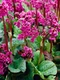 Bergénia srdcovitolistá ´EROICA´, v črepníku Bergenia cordifolia ´Eroica´