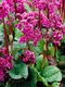 Bergénia srdcovitolistá ´EROICA´, v črepníku Bergenia cordifolia ´Eroica´