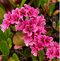 Bergénia srdcovitolistá ´EROICA´, v črepníku Bergenia cordifolia ´Eroica´