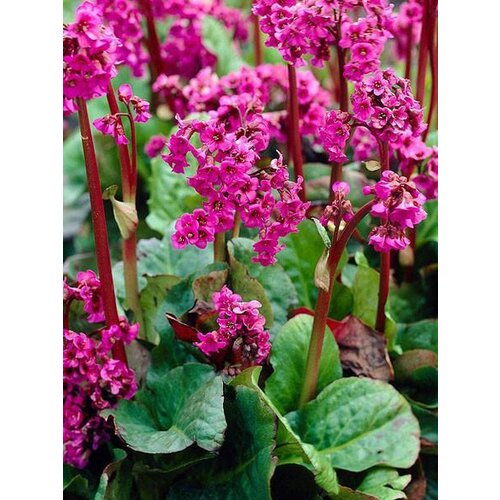 Bergénia srdcovitolistá ´EROICA´, v črepníku Bergenia cordifolia ´Eroica´