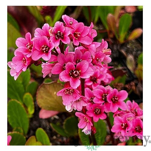Bergénia srdcovitolistá ´EROICA´, v črepníku Bergenia cordifolia ´Eroica´