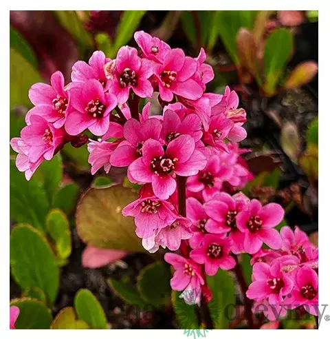 Bergénia srdcovitolistá ´EROICA´, v črepníku Bergenia cordifolia ´Eroica´