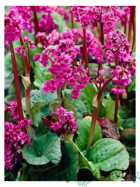 Bergénia srdcovitolistá ´EROICA´, v črepníku Bergenia cordifolia ´Eroica´