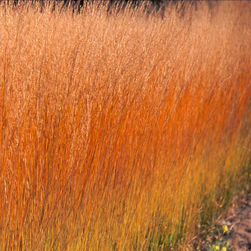 Bezkolenec belasý ‘Heidebraut‘ 25/35 v črepníku 2l Molinia caerulea ‘Heidebraut‘