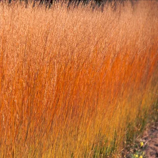 Bezkolenec belasý ‘Heidebraut‘ 25/35 v črepníku 2l Molinia caerulea ‘Heidebraut‘