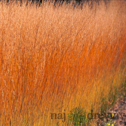 Bezkolenec belasý ‘Heidebraut‘ 25/35 v črepníku 2l Molinia caerulea ‘Heidebraut‘
