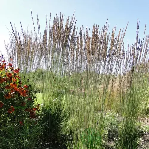 Bezkolenec belasý ´MOORHEXE´, v črepníku Molinia caerulea MOORHEXE´