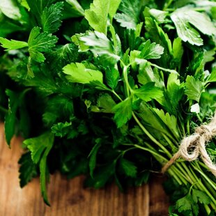 BIO Petržlenová vňať, v črepníku Petroselinum crispum