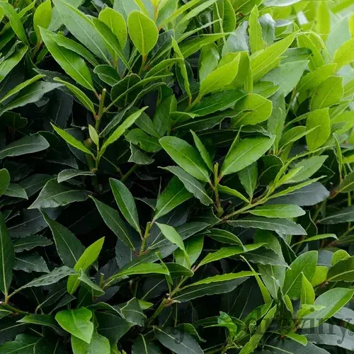Bobkový list (vavrín pravý) 250/300 cm, v črepníku 35l Laurus nobilis