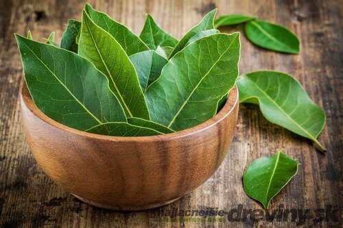 Bobkový list (vavrín pravý) 25/35 cm, v črepníku Laurus nobilis
