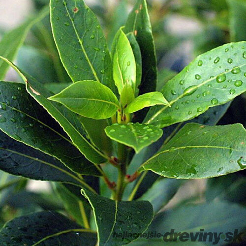 Bobkový list (vavrín pravý)  70/80 cm, v črepníku Laurus nobilis