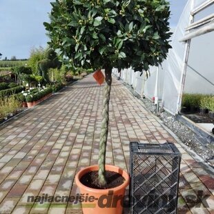 Bobkový list (vavrín pravý) guľa na kmienku 100/120 cm, v črepníku Laurus nobilis