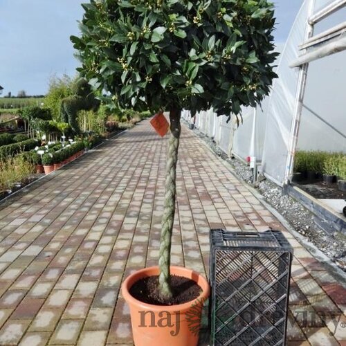 Bobkový list (vavrín pravý) guľa na kmienku 100/120 cm, v črepníku Laurus nobilis