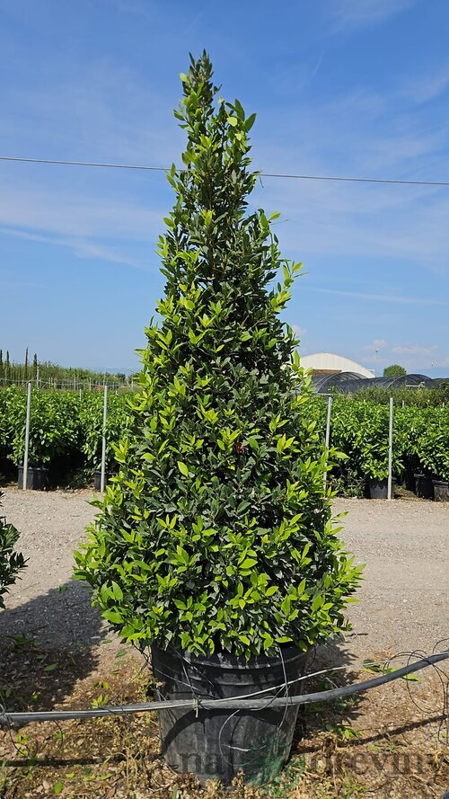 Bobkový list (vavrín pravý) kužel, výška 200/250 cm, v črepníku 130l Laurus nobilis