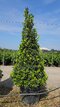Bobkový list (vavrín pravý) kužel, výška 200/250 cm, v črepníku 130l Laurus nobilis