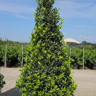 Bobkový list (vavrín pravý) kužel, výška 200/250 cm, v črepníku 130l Laurus nobilis