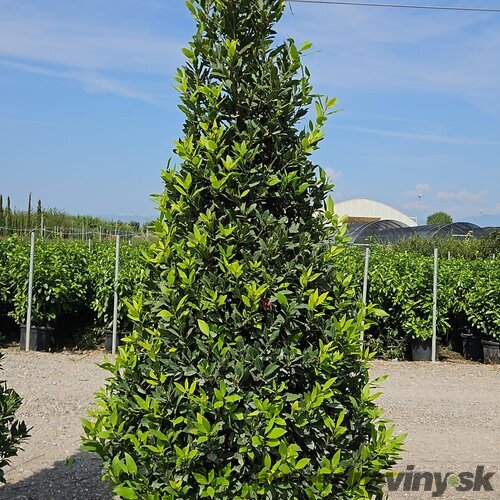 Bobkový list (vavrín pravý) kužel, výška 200/250 cm, v črepníku 130l Laurus nobilis