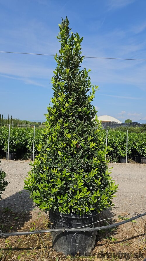 Bobkový list (vavrín pravý) kužel, výška 200/250 cm, v črepníku 130l Laurus nobilis