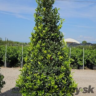 Bobkový list (vavrín pravý) kužel, výška 200/250 cm, v črepníku 130l Laurus nobilis