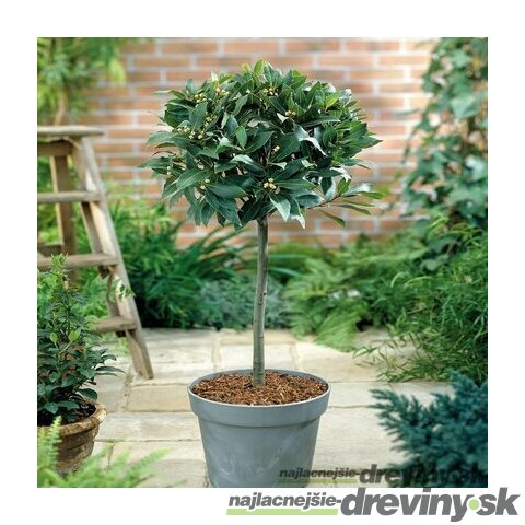Bobkový list (vavrín pravý) na kmienku 70/80 cm, v črepníku Laurus nobilis