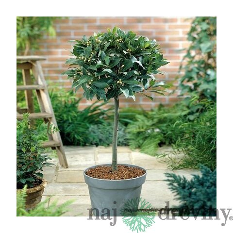 Bobkový list (vavrín pravý) na kmienku 70/80 cm, v črepníku Laurus nobilis