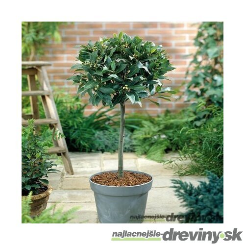 Bobkový list (vavrín pravý) na kmienku 70/80 cm, v črepníku Laurus nobilis